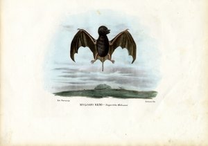 ベルベットのフリーテールバット、1863-79 作： Raimundo Petraroja